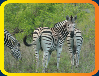 African Safari 2